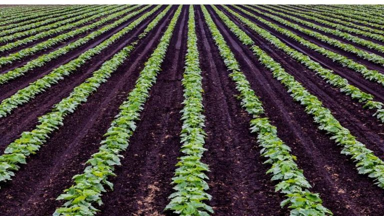 NABARD introduces 'JIVA' programme to promote Natural Farming - The ...