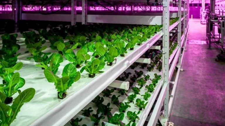 vertical-farming-firm-kalera-eyes-spac-deal-the-agriculture-times